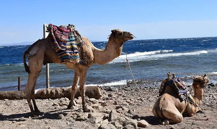 Enjoy with 1 - Hour Camel Ride with Transportation in Hurghada
