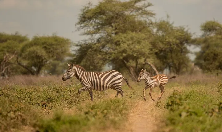2 Days Private Budget Lodge to Tarangire and Ngorongoro crater