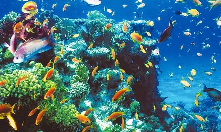Blue Hole - Abu Galum -Blue Lagoon Snorkeling Trip From Dahab