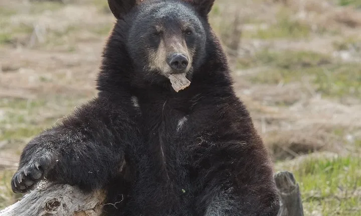 Alaska Wildlife Day Tour with Free Hotel Pickup