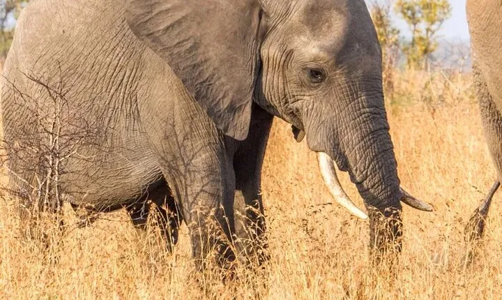 Full Day Game Drive In Kruger National Park
