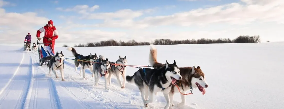 20km Husky sleigh ride adventure