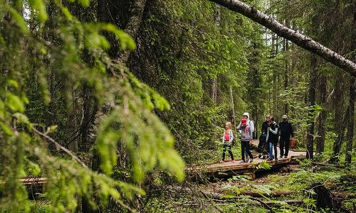 2.5 Hours Hike in Vaattunkikongas Forest Trail