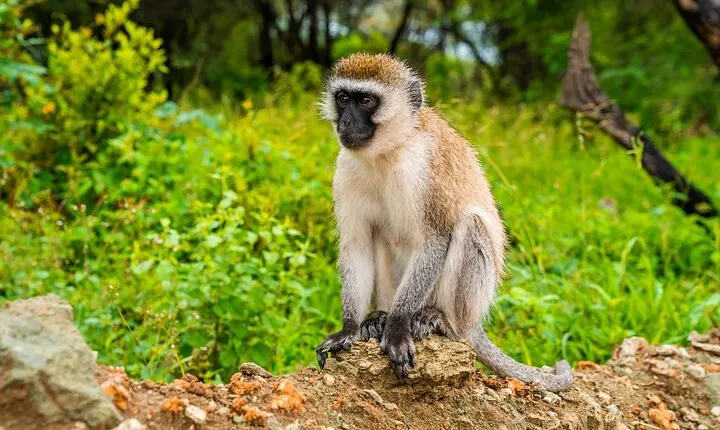 5 Days Tanzania Budget Camping Safari from Arusha