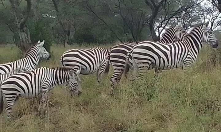 1 Day Nairobi National Park and Giraffe Centre Tour