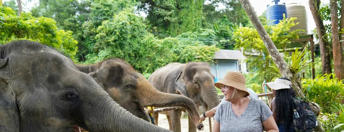 Half Day Mini Elephant Nature From Phuket