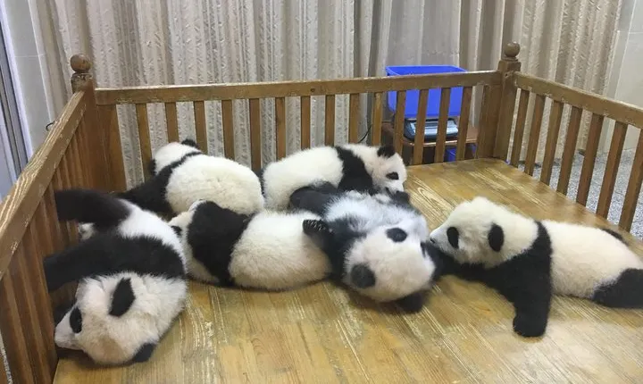 Small Group Half Day Chengdu Panda Breeding Center Tour