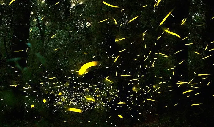 Sanctuary of the Fireflies