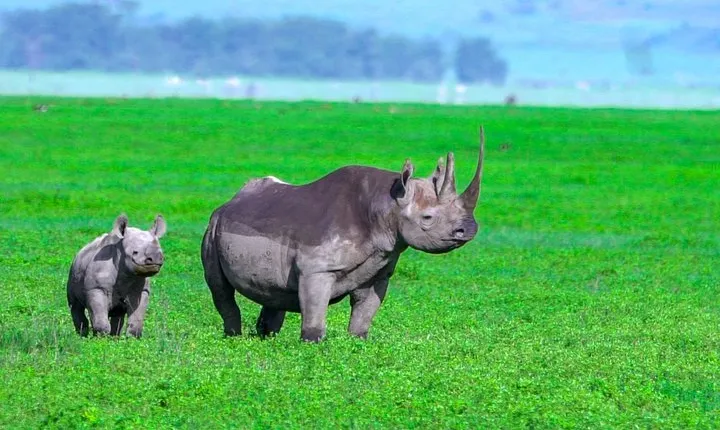 Full Day Safari Game Drive at Ngorongoro Crater with Lunch Included