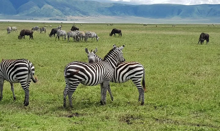 6 Days Mara River Crossing - The Great Migration