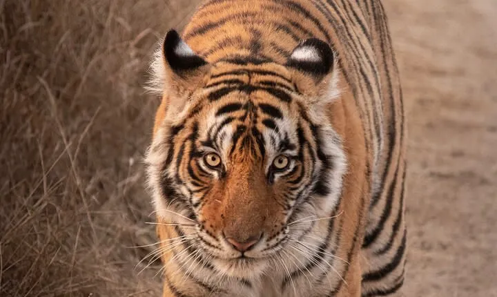 Taj Mahal Tour + Tiger Safari