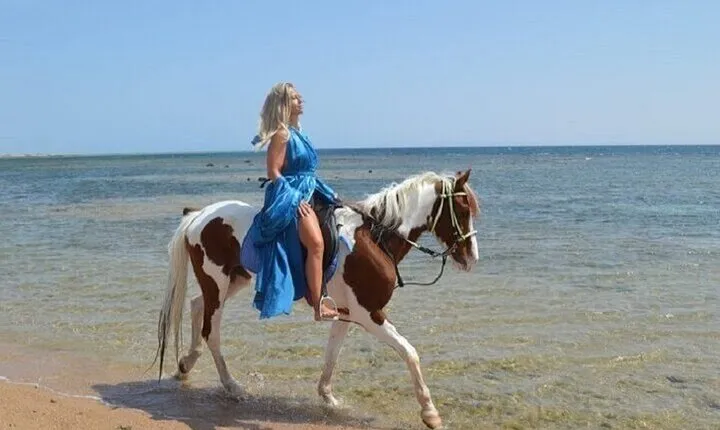 Nabq Bay Camel or Horse Ride 1 Hour ,Transfer-Sharm El Sheikh