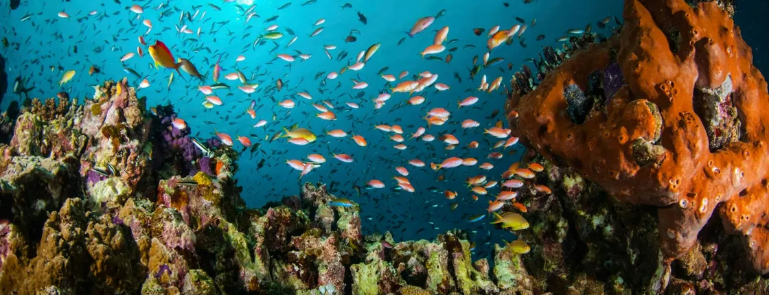 Lanzarote Try Dive with Delphinus