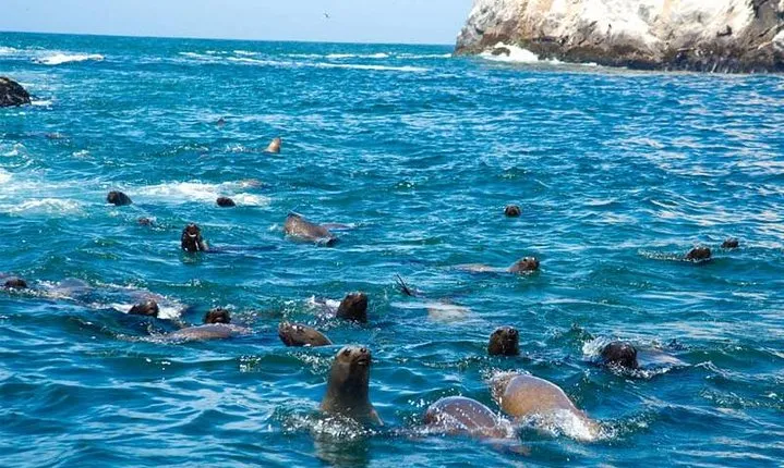 Swimming With Sea Lions At Palomino Island