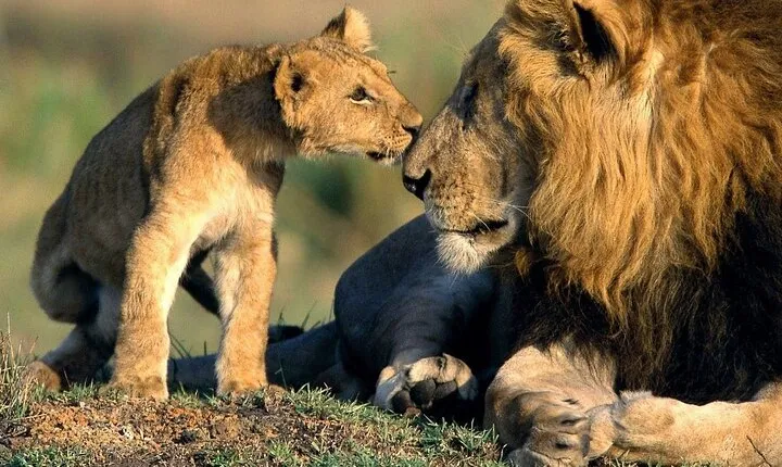 Full-Day Tour in Ngorongoro Crater