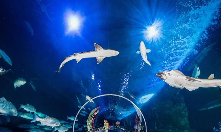 Aquarium of the Bay General Admission Ticket