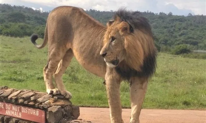 Nairobi National Park game drive. Free Airport pick / drop off.