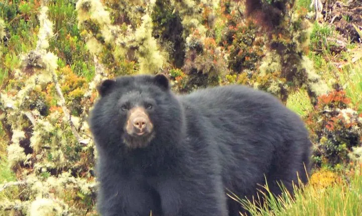 Explora el Parque Natural Chingaza: Una aventura escénica desde Bogotá