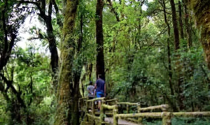 One Day Inthanon National Park (Private Tour)