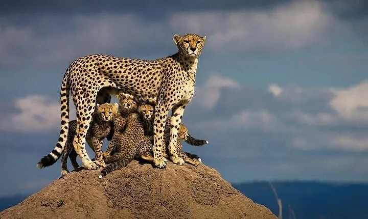 Explore Arusha National Park 4WD Tour