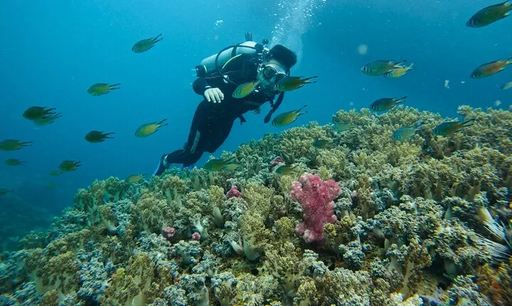 Nha Trang Best Diving Trip At The Wild Island
