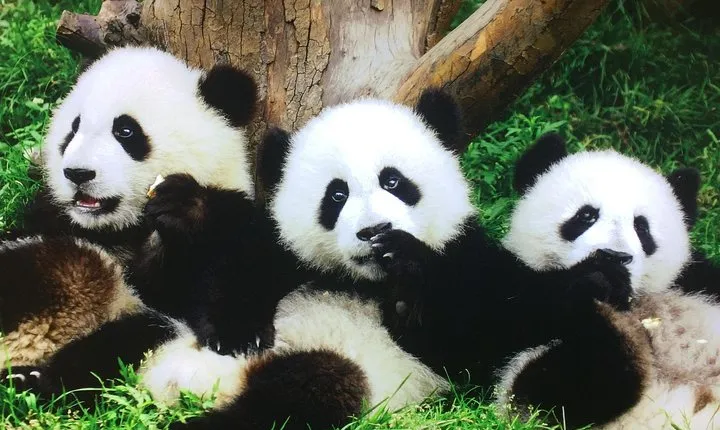Private 2-Day Xi'an and Chengdu Tour with Hotel Stay
