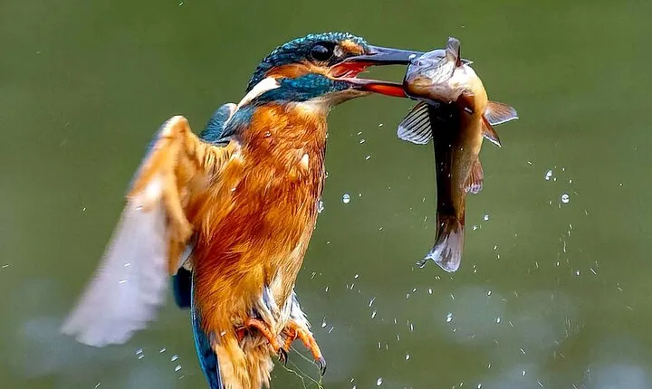 3-Day Private Birding Experience at Lake Bunyonyi