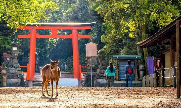 Arashiyama & Nara Highlights: One-Day Private Tour Adventure