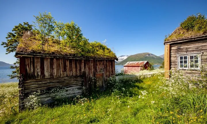 Summer Fjord Road Trip with Citizen Science with Wandering Owl