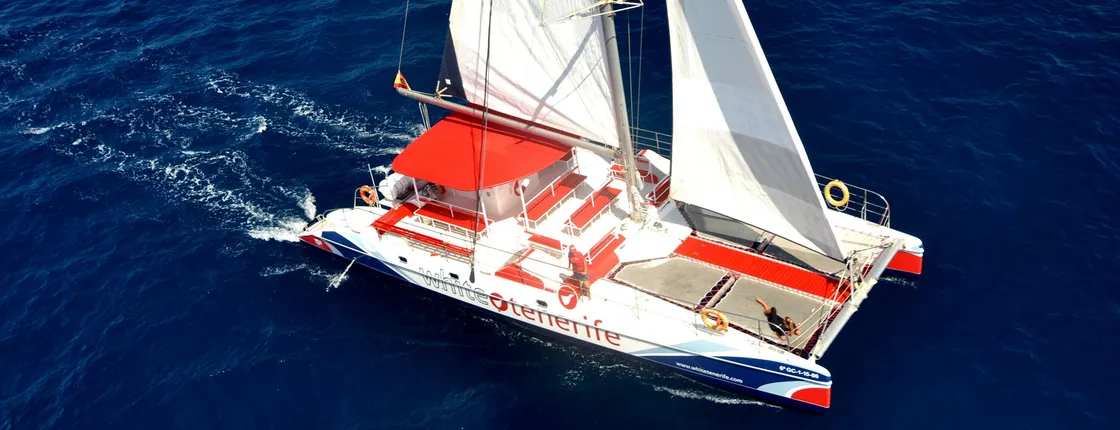 3-hour whale and dolphin observation on an eco-catamaran