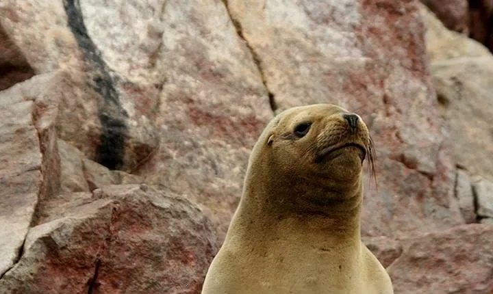 Ballestas Islands Group Tour from Paracas 