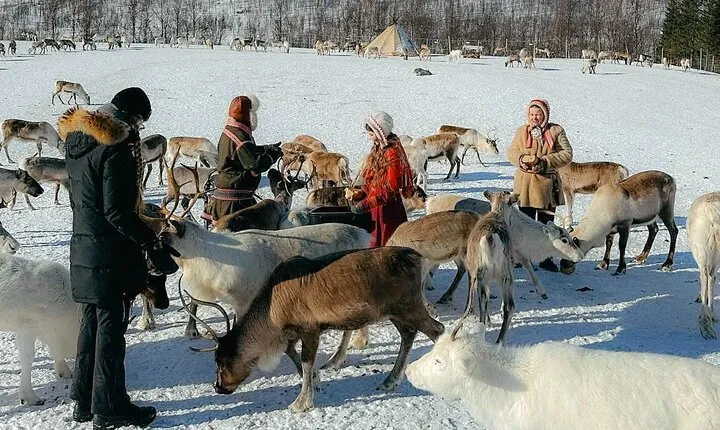 Exclusive Reindeers Experience in small groups, Tromso