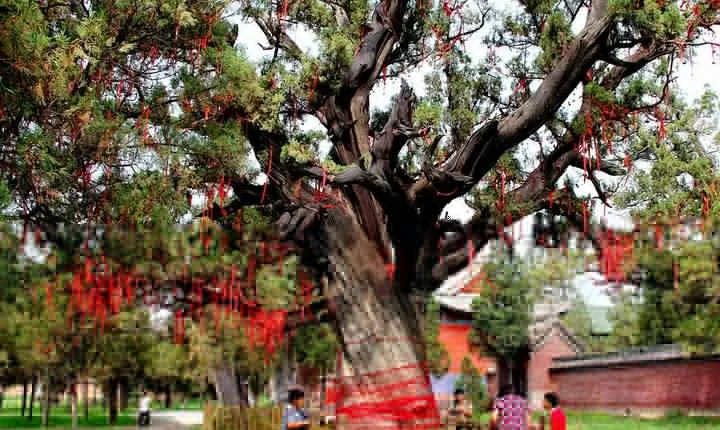 Private Day Tour to Zhongyue Temple and Shaolin Temple from Luoyang