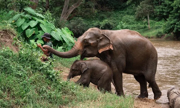 Chiang Mai Elephant Sanctuary, Bamboo Rafting and Waterfall Tour