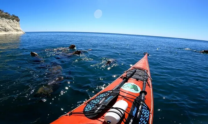 Kayak Paddling Experience with Sea Lions in Puerto Madryn