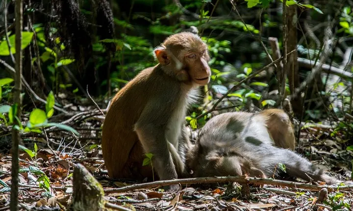 Silver Leaf Monkeys and Firefly Tour in Kuala Lumpur