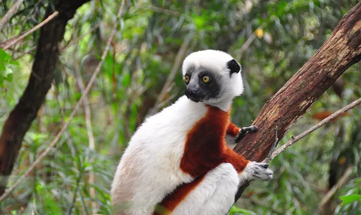 3-Day Private Tour to Andasibe National Park 