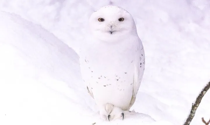 Ranua Arctic Zoo Transfer in Lapland