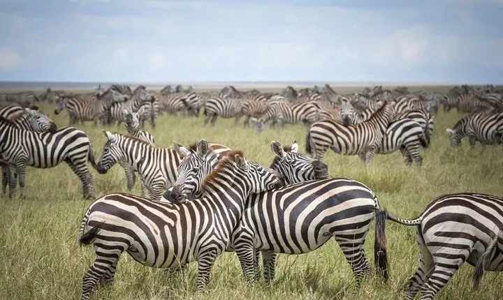 3-Day Tarangire National Park, Lake Manyara and Ngorongoro Crater