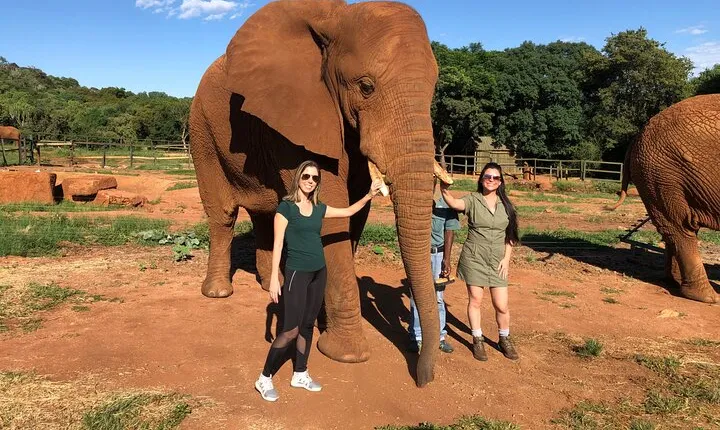 Elephant & Monkey Sanctuary Tour from Johannesburg