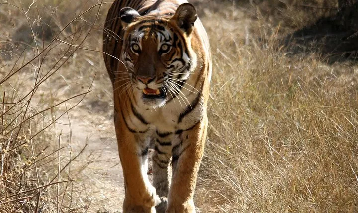 Khajuraho Erotica & Panna Exotica Wildlife