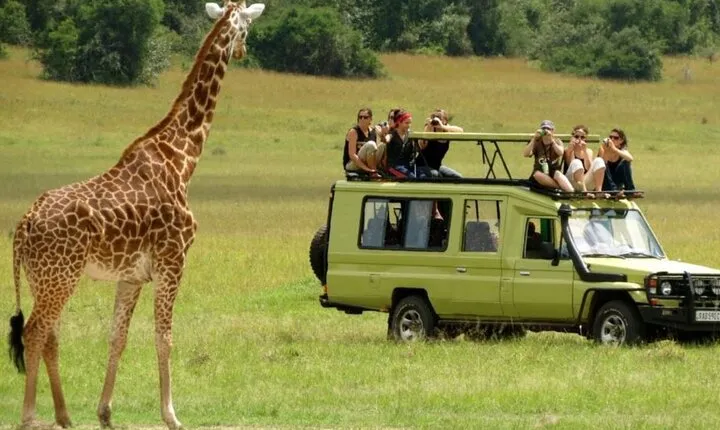 Full Day -Tala Game Reserve, Natal Lion Park, Phezulu From Durban