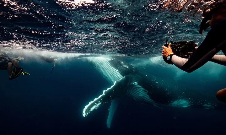 Swim with Whales Gold Coast