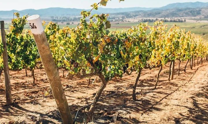 Half Day Trip to Casas del Bosque Vineyard from Santiago - Wine Tasting Included