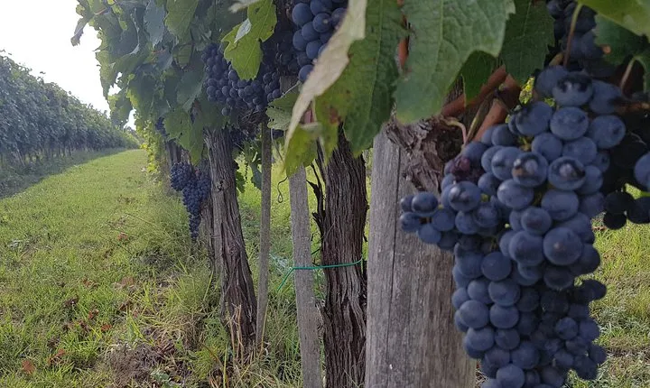 Wine tasting in Chianti, visiting Castellina, in Tuscany from Rome