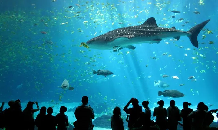 Pattaya Underwater World Aquarium with Private Transfer