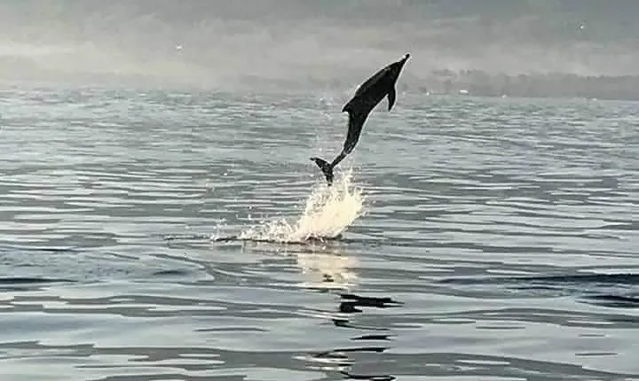 Dolphin Watching on Wildlife
