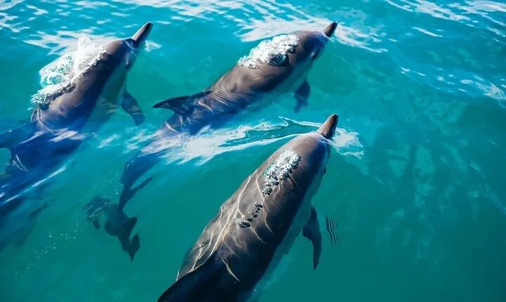 Snorkeling Adventure to Sataya Dolphin House from Marsa Alam