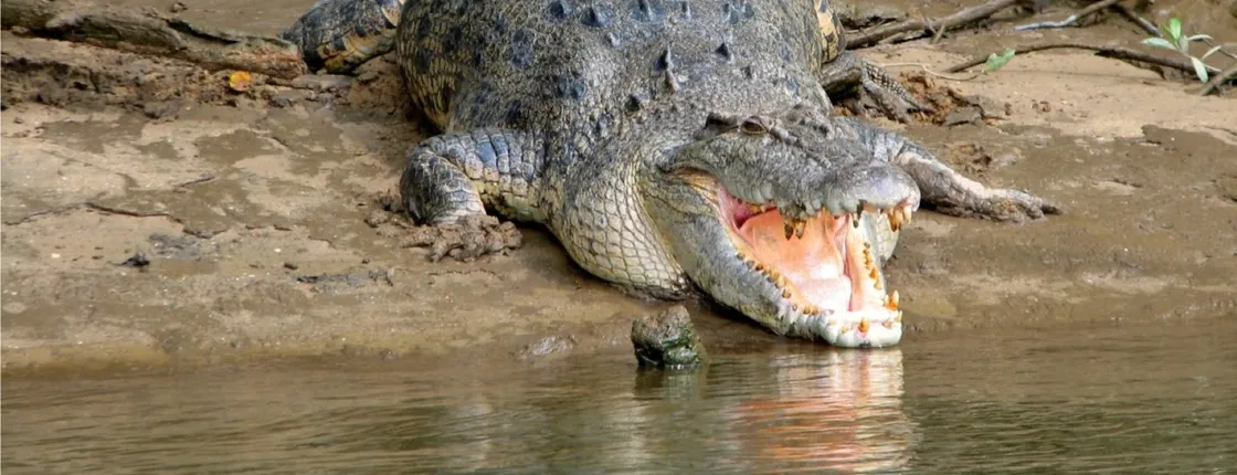 Rainforest, fishing and wildlife full-day river cruise from Cairns