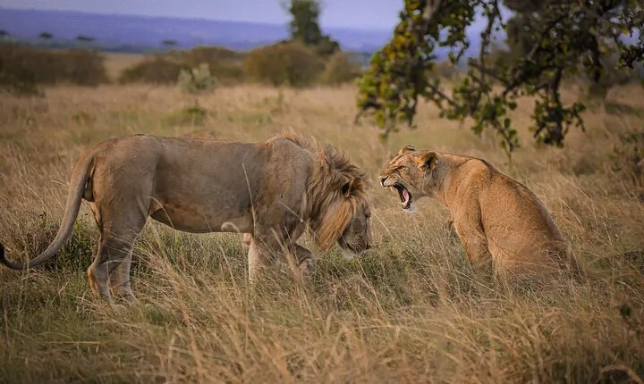 Best 3-Days 2-nights Tanzania Private Budget Camping Safari